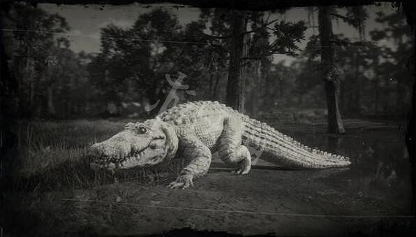 《荒野大鏢客2》傳說動物有幾只?傳說動物圖鑒一覽 《荒野大鏢客2》傳說動物有幾只?傳說動物圖鑒一覽