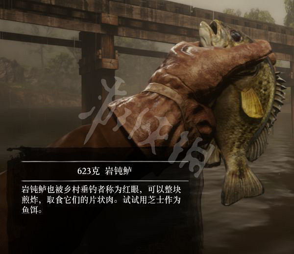 《荒野大鏢客2》有多少種普通魚？大鏢客2魚類介紹及誘餌推薦