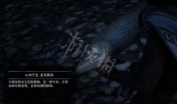《荒野大鏢客2》有多少種普通魚？大鏢客2魚類介紹及誘餌推薦