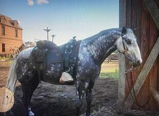 《荒野大鏢客2》前期用什麽馬?前期馬推薦 《荒野大鏢客2》前期用什麽馬?前期馬推薦