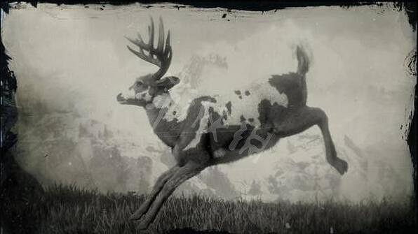 《荒野大鏢客2》傳說動物有幾只?傳說動物圖鑒一覽 《荒野大鏢客2》傳說動物有幾只?傳說動物圖鑒一覽