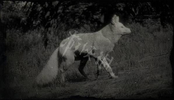 《荒野大鏢客2》傳說動物有幾只?傳說動物圖鑒一覽 《荒野大鏢客2》傳說動物有幾只?傳說動物圖鑒一覽