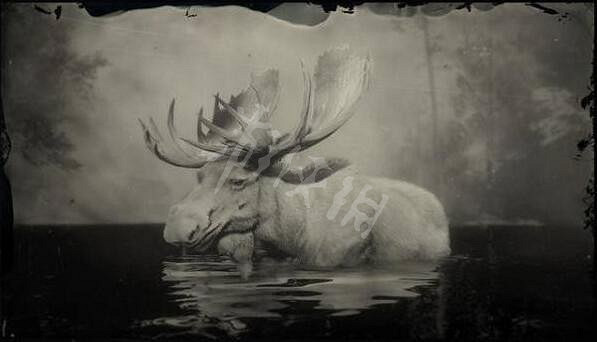 《荒野大鏢客2》傳說動物有幾只?傳說動物圖鑒一覽 《荒野大鏢客2》傳說動物有幾只?傳說動物圖鑒一覽