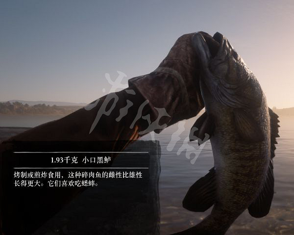 《荒野大鏢客2》有多少種普通魚？大鏢客2魚類介紹及誘餌推薦