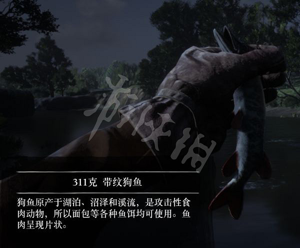 《荒野大鏢客2》有多少種普通魚？大鏢客2魚類介紹及誘餌推薦