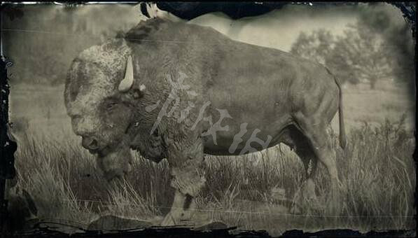 《荒野大鏢客2》傳說動物有幾只?傳說動物圖鑒一覽 《荒野大鏢客2》傳說動物有幾只?傳說動物圖鑒一覽