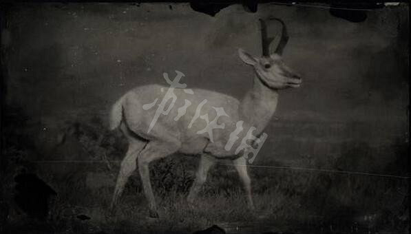 《荒野大鏢客2》傳說動物有幾只?傳說動物圖鑒一覽 《荒野大鏢客2》傳說動物有幾只?傳說動物圖鑒一覽