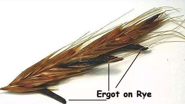 在《午夜之子》中，我又來到了塞勒姆這個打卡聖地