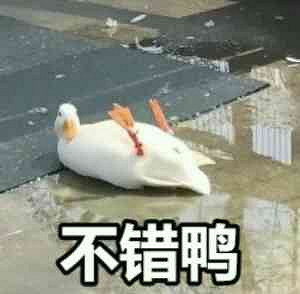 讓主播們集體不務正業的"鴨鵝版"狼人殺,究竟有多好玩? 讓主播們集體不務正業的"鴨鵝版"狼人殺,究竟有多好玩?