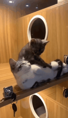 拿啤酒打窩能打到個老爺們 動圖 布娃娃的屁股還挺澀 拿啤酒打窩能打到個老爺們 動圖 布娃娃的屁股還挺澀