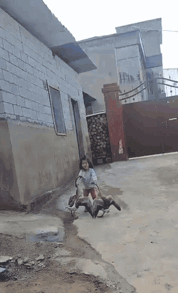 拿啤酒打窩能打到個老爺們 動圖 布娃娃的屁股還挺澀 拿啤酒打窩能打到個老爺們 動圖 布娃娃的屁股還挺澀