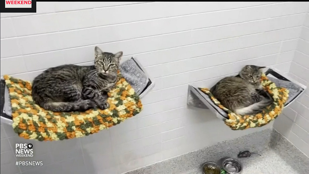 貓貓遊戲《浪貓》將與慈善機構合作 幫助現實中流浪貓 貓貓遊戲《浪貓》將與慈善機構合作 幫助現實中流浪貓