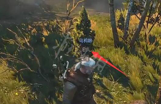 《巫師3次世代版》烏鴉眼怎麽獲得？烏鴉眼獲得方法