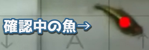 玩膩了寶可夢朱紫的魚，在NS裡幫主人氪起了金