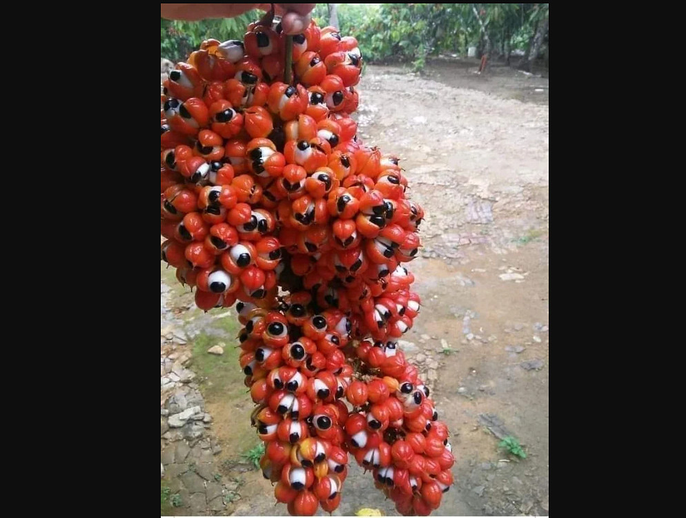 《艾爾登法環》玩家發現現實版“耶羅眼珠"!竟是一種水果 《艾爾登法環》玩家發現現實版“耶羅眼珠"!竟是一種水果