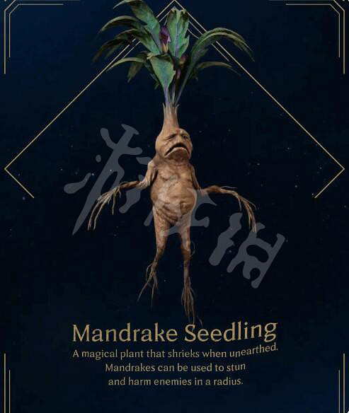 《霍格華茲的傳承》曼德拉草在哪?曼德拉草獲得方法 《霍格華茲的傳承》曼德拉草在哪?曼德拉草獲得方法