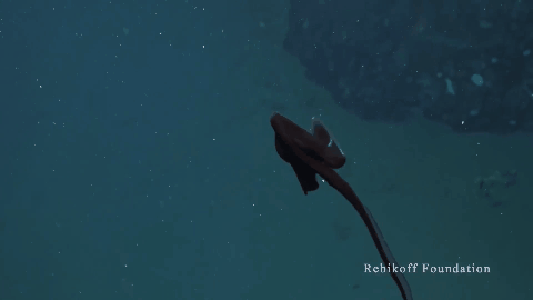 遊戲公司怪物設計靈感來源第四彈！深海生物畫風獵奇！