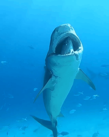 遊戲公司怪物設計靈感來源第四彈！深海生物畫風獵奇！