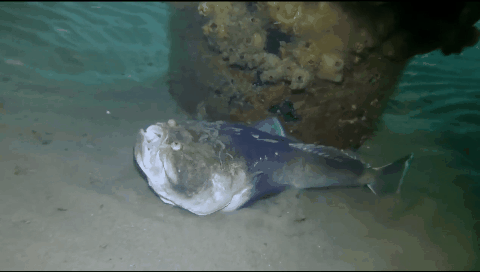 遊戲公司怪物設計靈感來源第四彈！深海生物畫風獵奇！