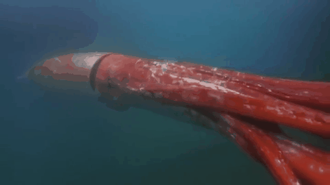 遊戲公司怪物設計靈感來源第四彈！深海生物畫風獵奇！