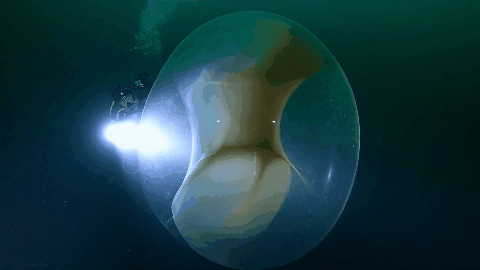 遊戲公司怪物設計靈感來源第四彈！深海生物畫風獵奇！