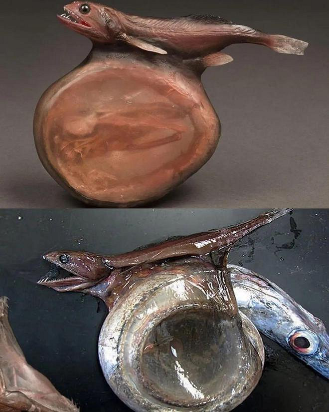 遊戲公司怪物設計靈感來源第四彈！深海生物畫風獵奇！