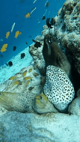 遊戲公司怪物設計靈感來源第四彈！深海生物畫風獵奇！