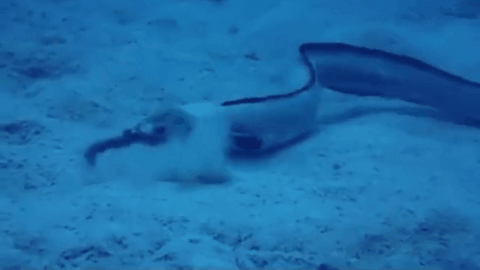 遊戲公司怪物設計靈感來源第四彈！深海生物畫風獵奇！