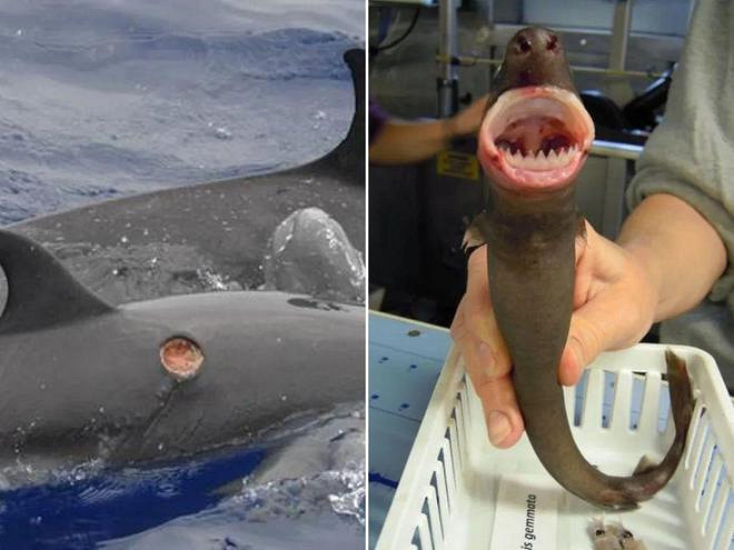 遊戲公司怪物設計靈感來源第四彈！深海生物畫風獵奇！