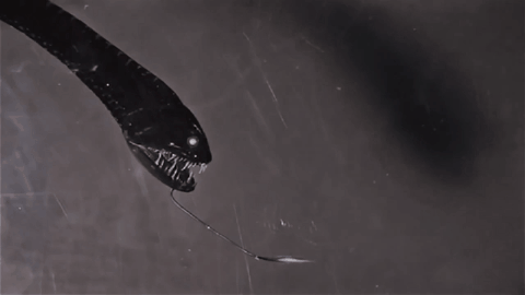 遊戲公司怪物設計靈感來源第四彈！深海生物畫風獵奇！