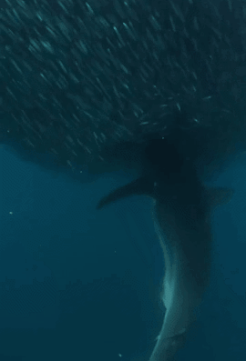 遊戲公司怪物設計靈感來源第四彈！深海生物畫風獵奇！