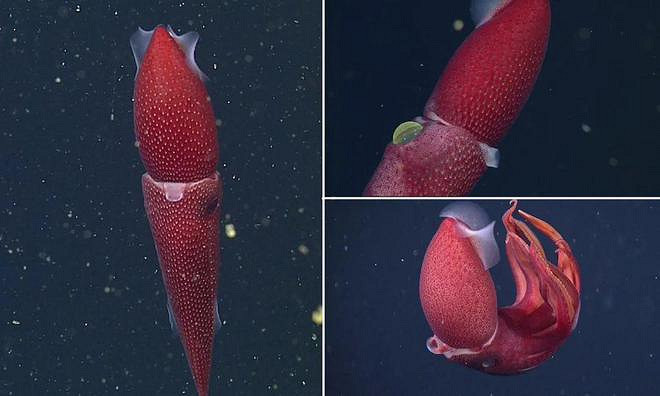 遊戲公司怪物設計靈感來源第四彈！深海生物畫風獵奇！