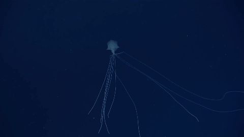 遊戲公司怪物設計靈感來源第四彈！深海生物畫風獵奇！