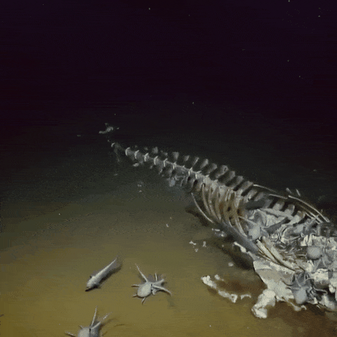 遊戲公司怪物設計靈感來源第四彈！深海生物畫風獵奇！