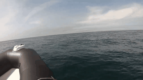 遊戲公司怪物設計靈感來源第四彈！深海生物畫風獵奇！