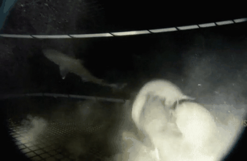 遊戲公司怪物設計靈感來源第四彈！深海生物畫風獵奇！