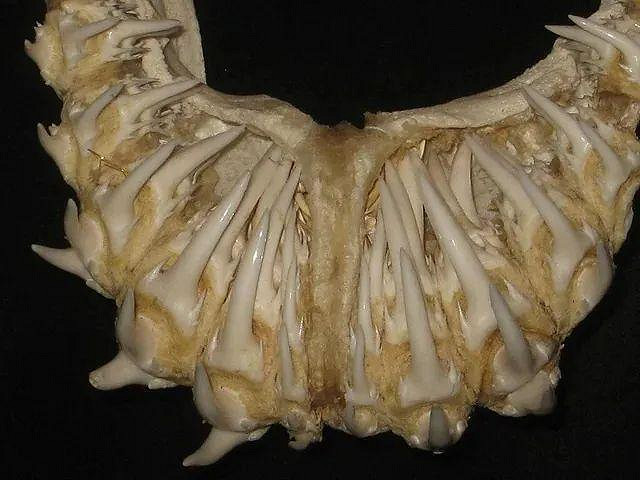 遊戲公司怪物設計靈感來源第四彈！深海生物畫風獵奇！