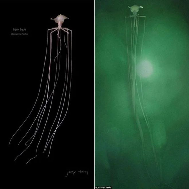 遊戲公司怪物設計靈感來源第四彈！深海生物畫風獵奇！