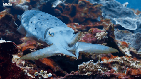 遊戲公司怪物設計靈感來源第四彈！深海生物畫風獵奇！