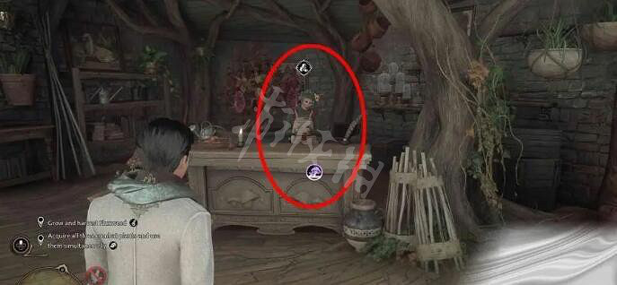 《霍格華茲的傳承》曼德拉草怎麽獲得？曼德拉草種子購買方法