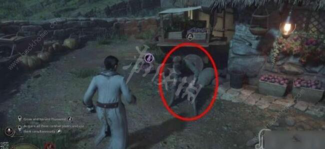 《霍格華茲的傳承》流液草怎麽種?流液草莖獲取方法 《霍格華茲的傳承》流液草怎麽種?流液草莖獲取方法