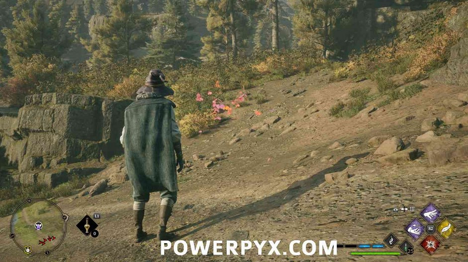 《霍格華茲的傳承》蝴蝶位置大全 蝴蝶寶箱位置在哪？