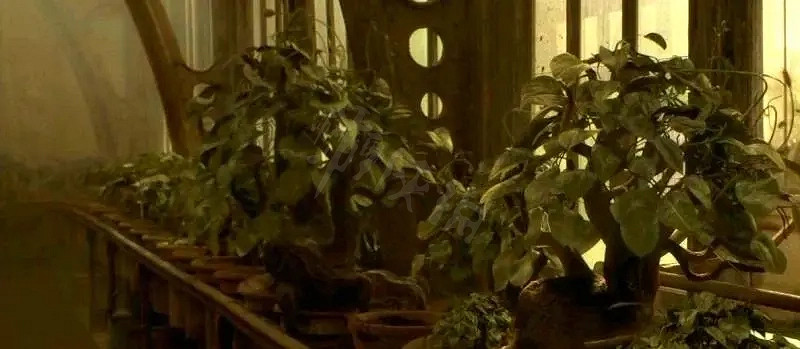 《霍格華茲的傳承》毒觸手怎麽獲得？毒觸手獲得方法