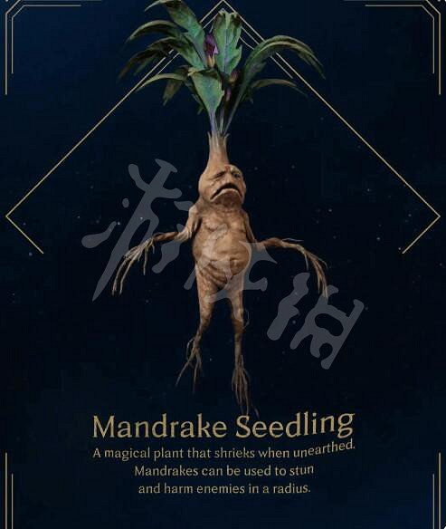 《霍格華茲的傳承》曼德拉草在哪？曼德拉草獲得方法