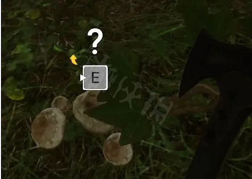 《森林之子》前期開荒怎麽玩?前期開荒路徑推薦 《森林之子》前期開荒怎麽玩?前期開荒路徑推薦