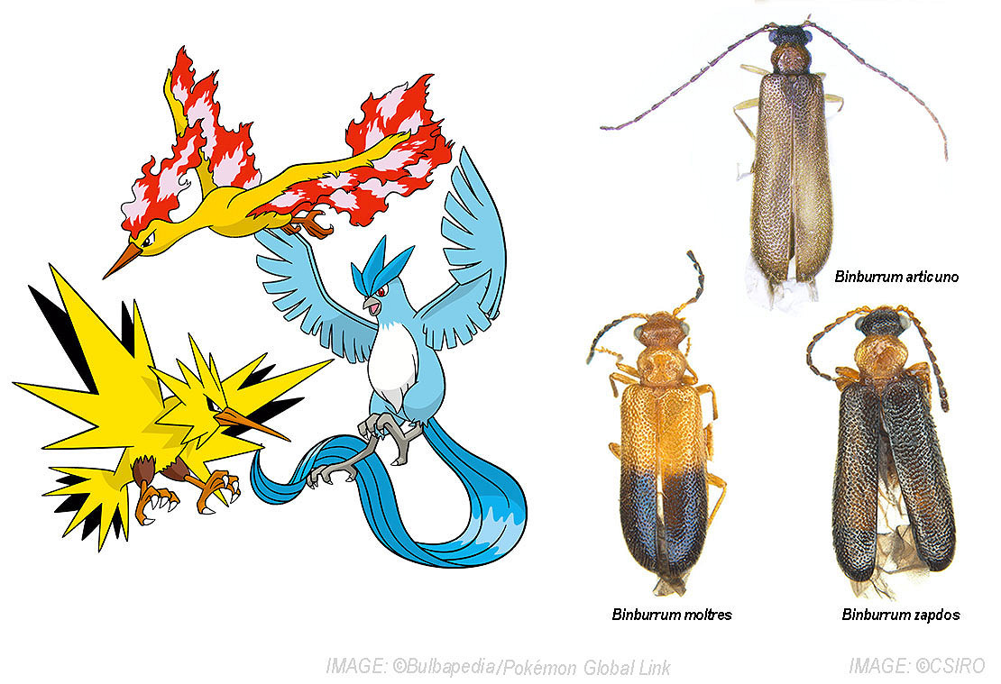 我尋思也沒大白腿啊!新種蟑螂以寶可夢名字命名! 我尋思也沒大白腿啊!新種蟑螂以寶可夢名字命名!