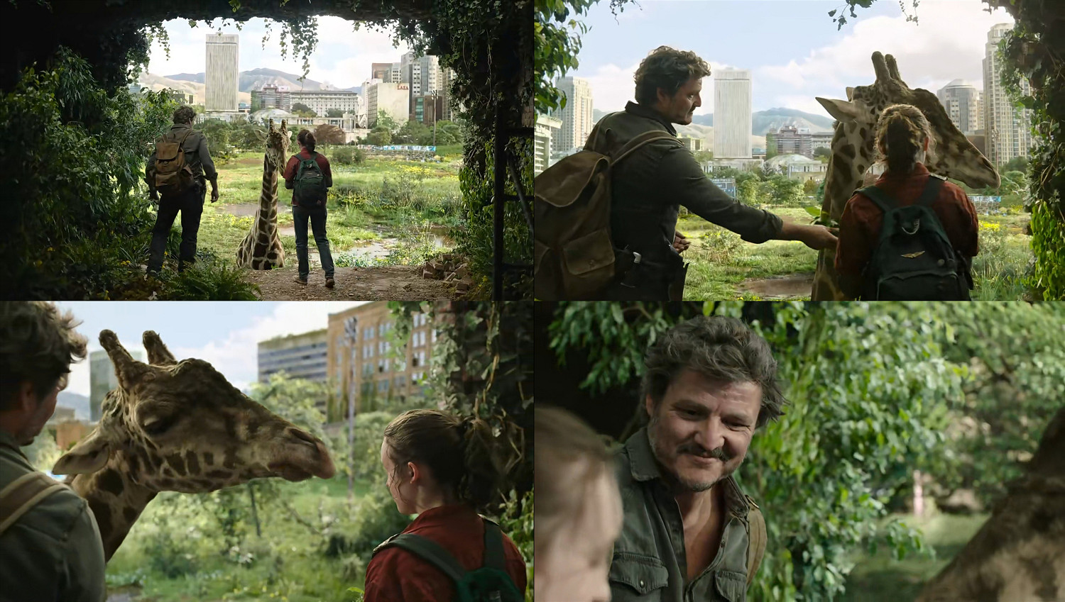 名場面還原!《最後生還者》最後一集的長頸鹿並非特效 名場面還原!《最後生還者》最後一集的長頸鹿並非特效