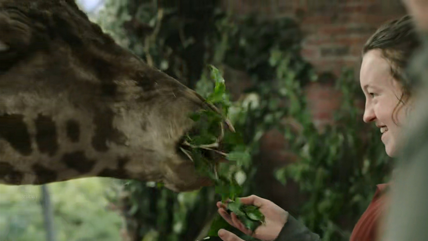 名場面還原!《最後生還者》最後一集的長頸鹿並非特效 名場面還原!《最後生還者》最後一集的長頸鹿並非特效