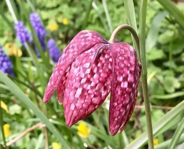 【不就是當個創世神麥塊麽】合集:這隻鳥應該來自3D遊戲! 【不就是當個創世神麥塊麽】合集:這隻鳥應該來自3D遊戲!