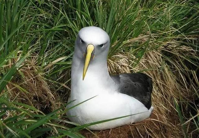 【不就是當個創世神麥塊麽】合集:這隻鳥應該來自3D遊戲! 【不就是當個創世神麥塊麽】合集:這隻鳥應該來自3D遊戲!